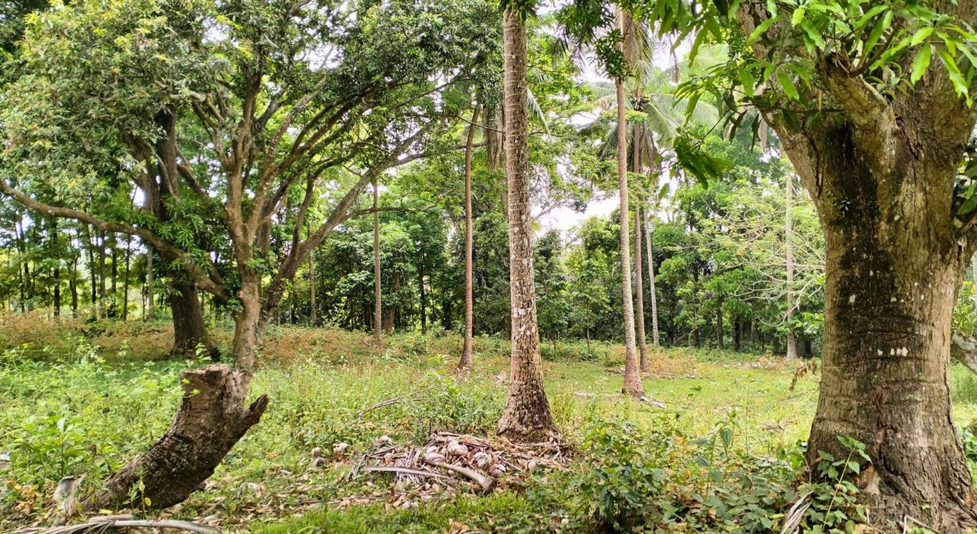 1-Hectare Titled Farm Lot for Sale in Narvaez, General Emilio Aguinaldo, Cavite – photo 6