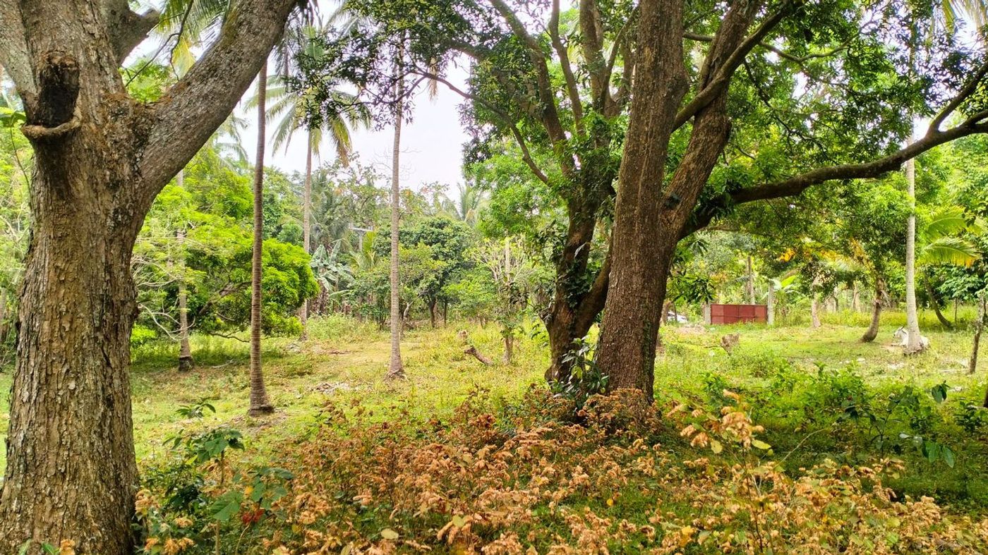 1-Hectare Titled Farm Lot for Sale in Narvaez, General Emilio Aguinaldo, Cavite – photo 7