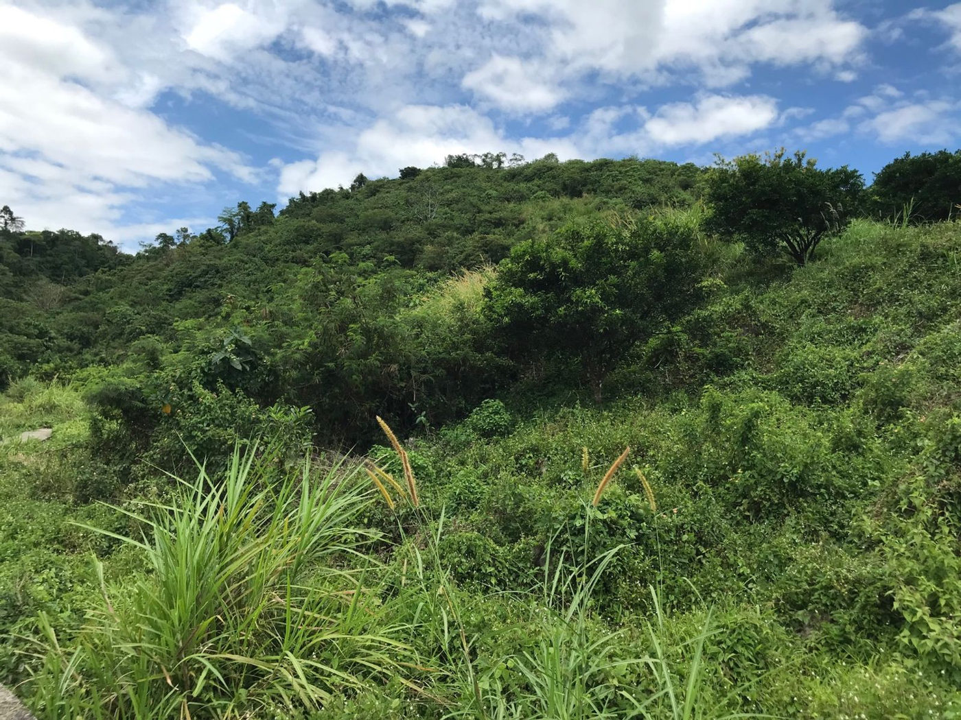 22.7-Hectare Fruit-Bearing Agricultural Land for Sale along Marilaque Highway, Sampaloc, Tanay – photo 12