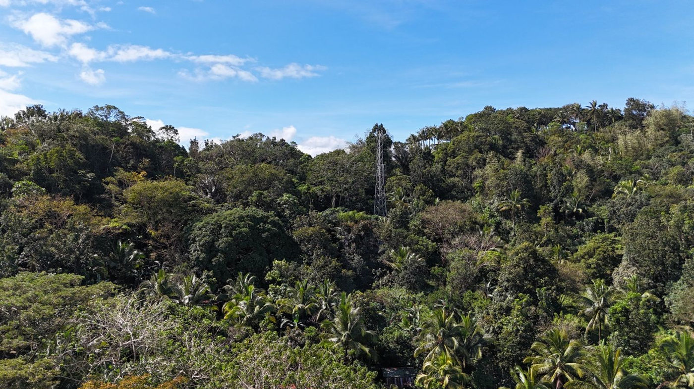 22.7-Hectare Fruit-Bearing Agricultural Land for Sale along Marilaque Highway, Sampaloc, Tanay – photo 20