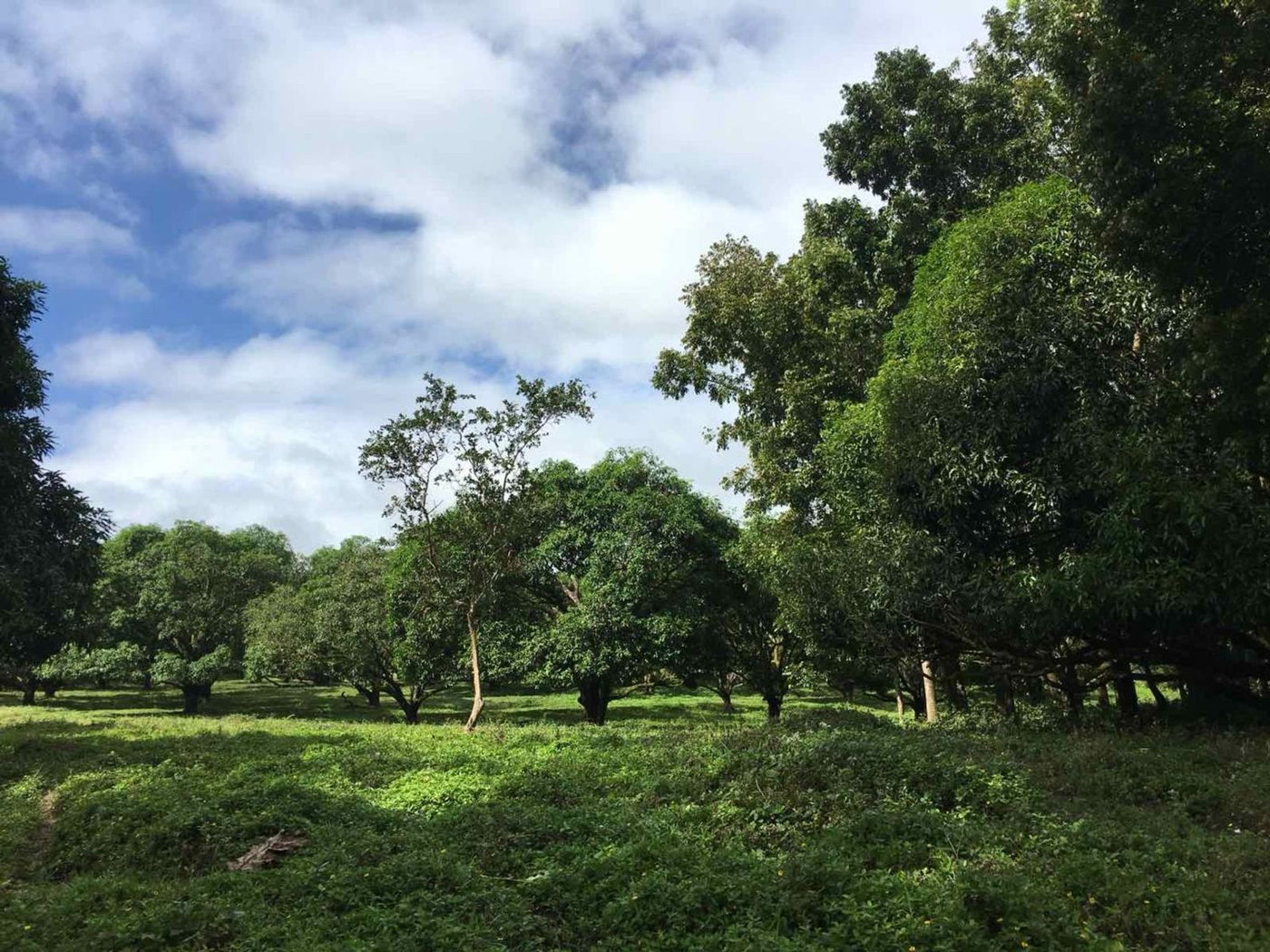 45.7-Hectare Titled Farmland with River for Sale in Sampaloc, Tanay, Rizal – photo 2