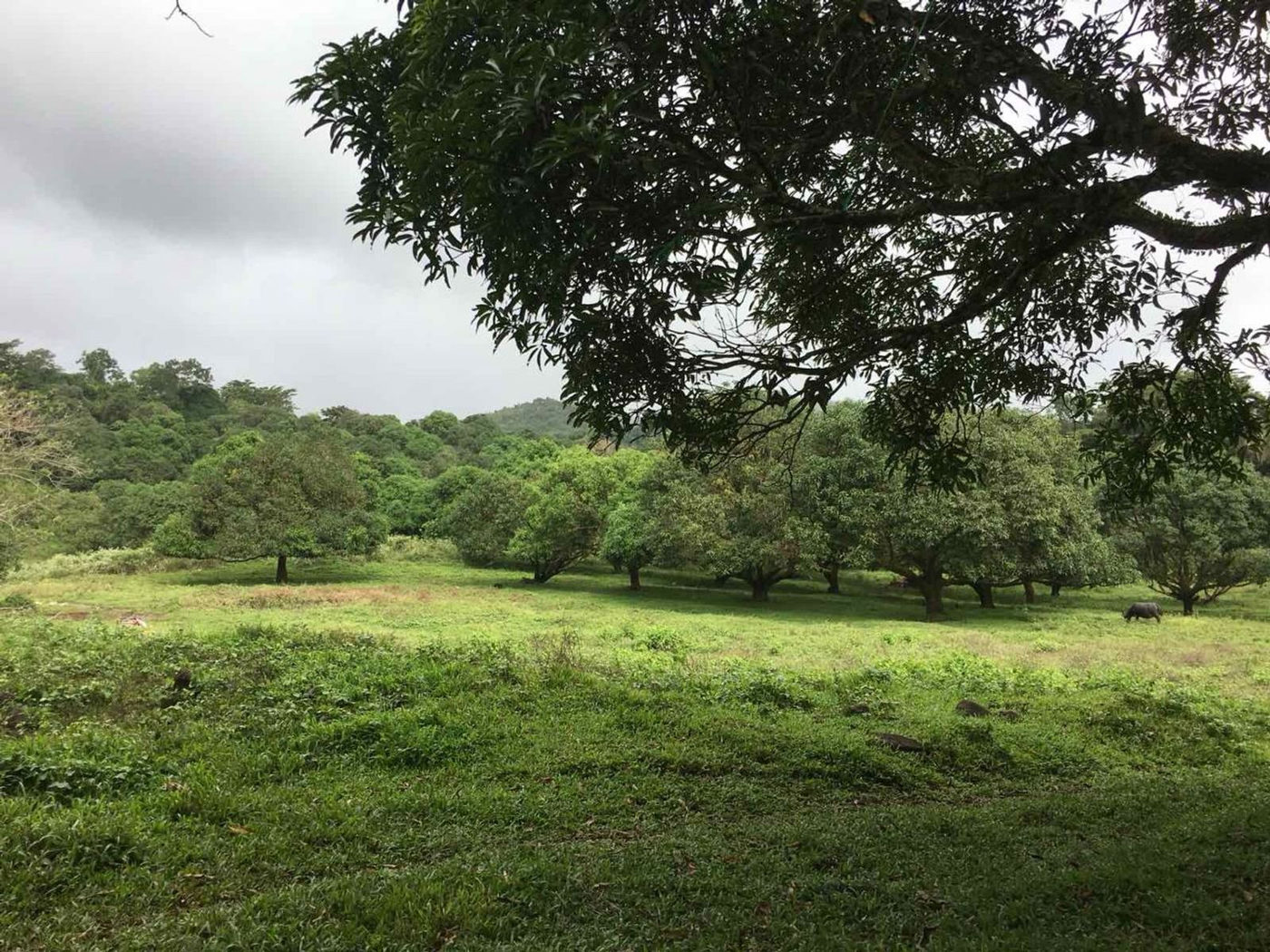 45.7-Hectare Titled Farmland with River for Sale in Sampaloc, Tanay, Rizal – photo 4