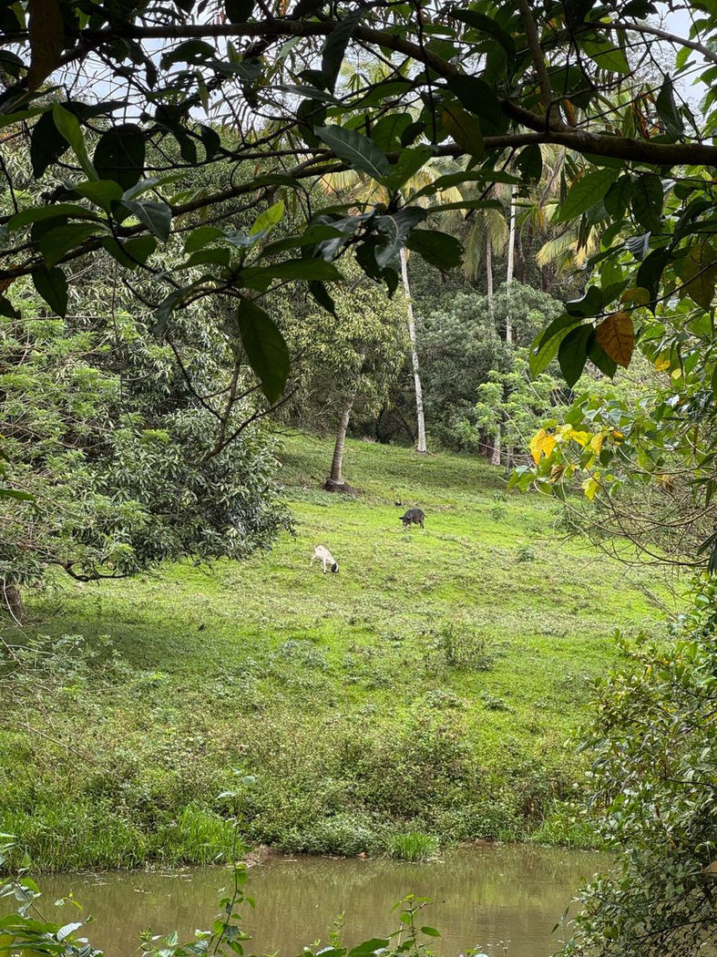 45.7-Hectare Titled Farmland with River for Sale in Sampaloc, Tanay, Rizal – photo 12