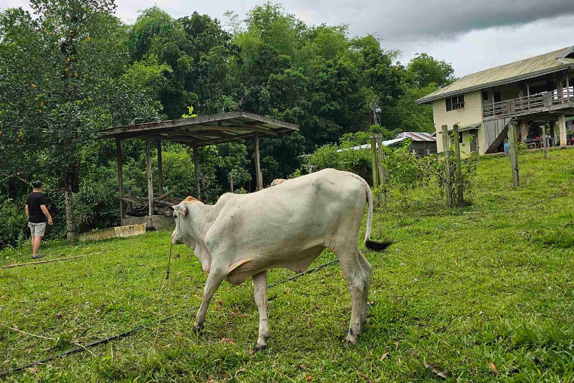 Land for Sale in Abucayan, Balamban, Cebu