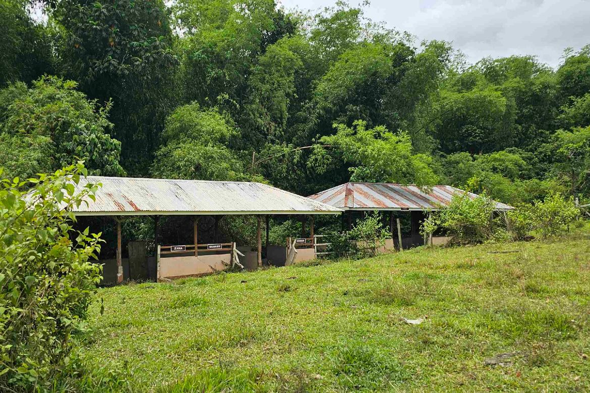 Land for Sale in Abucayan, Balamban, Cebu – photo 6