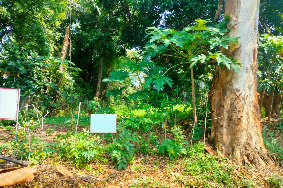 Land for Sale in Alabang, Muntinlupa, Metro Manila – photo 2