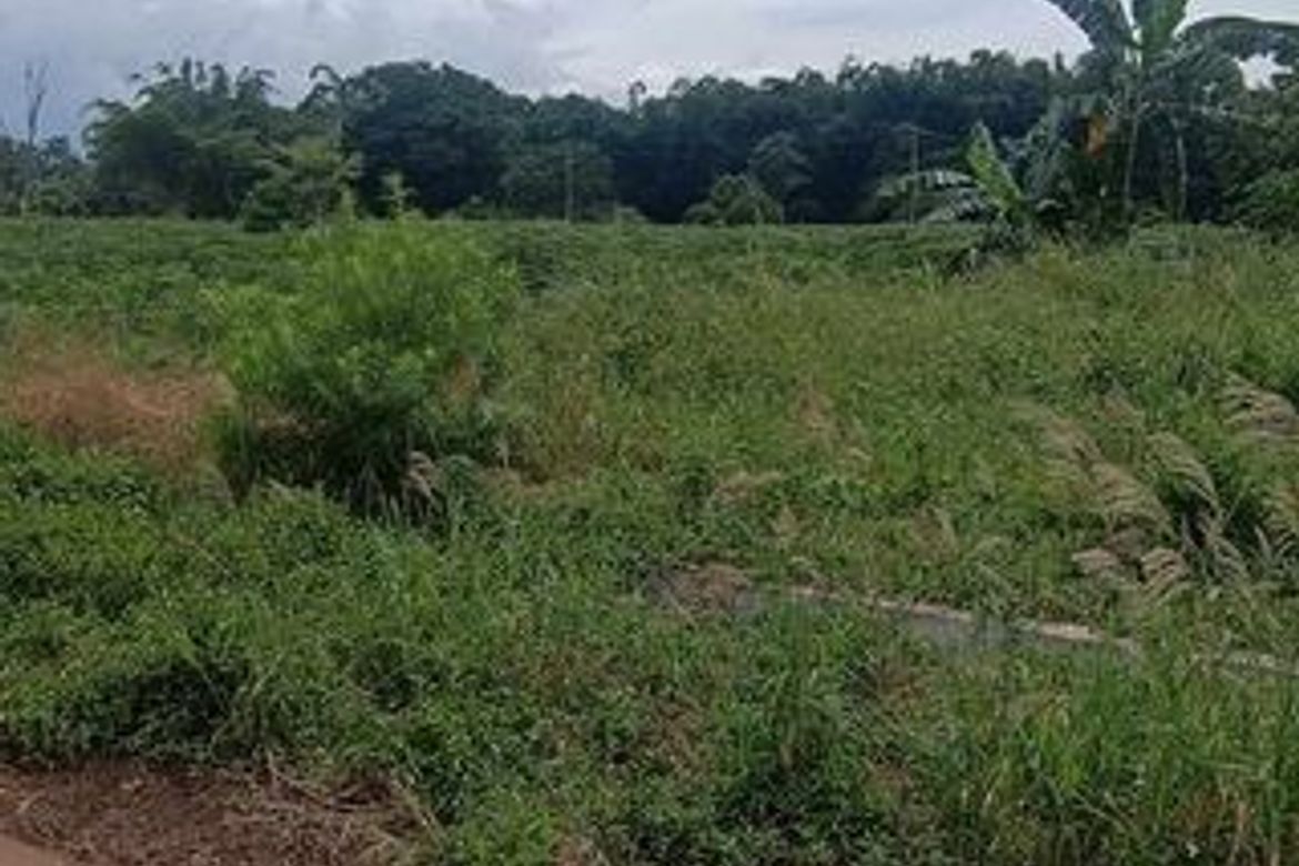 Land for Sale in Alae, Manolo Fortich, Bukidnon – photo 5