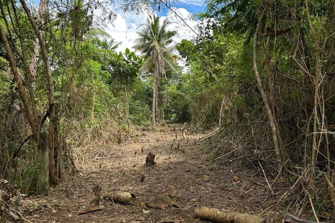 Land for Sale in Aliguay, Maribojoc, Bohol – photo 8