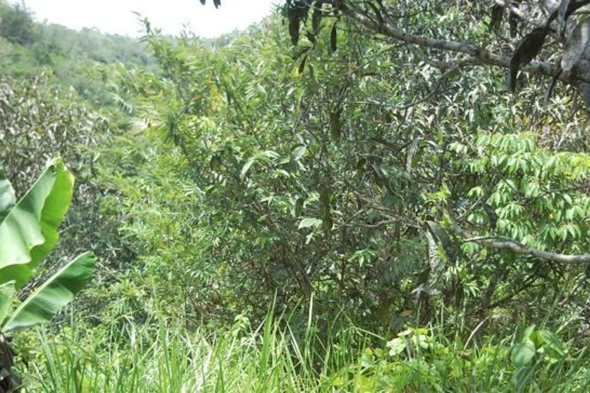 Land for Sale in Amas, Kidapawan, Cotabato – photo 2