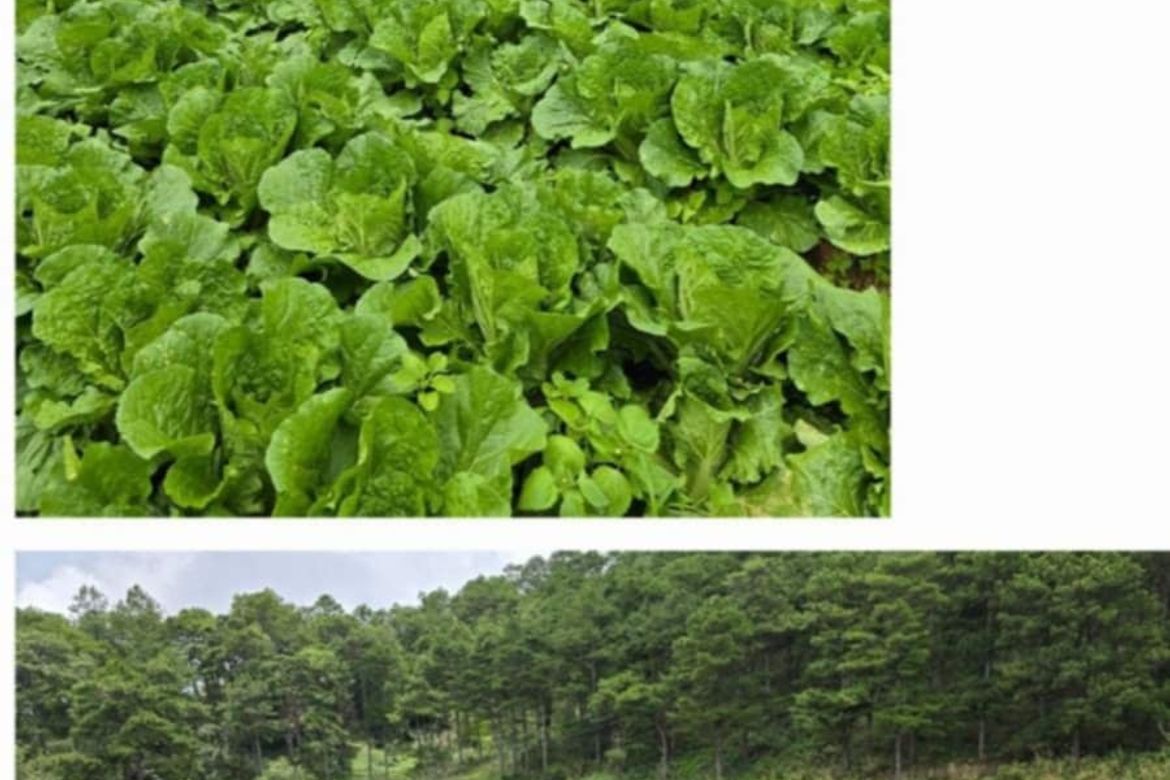 Land for Sale in Ambassador, Tublay, Benguet – photo 4