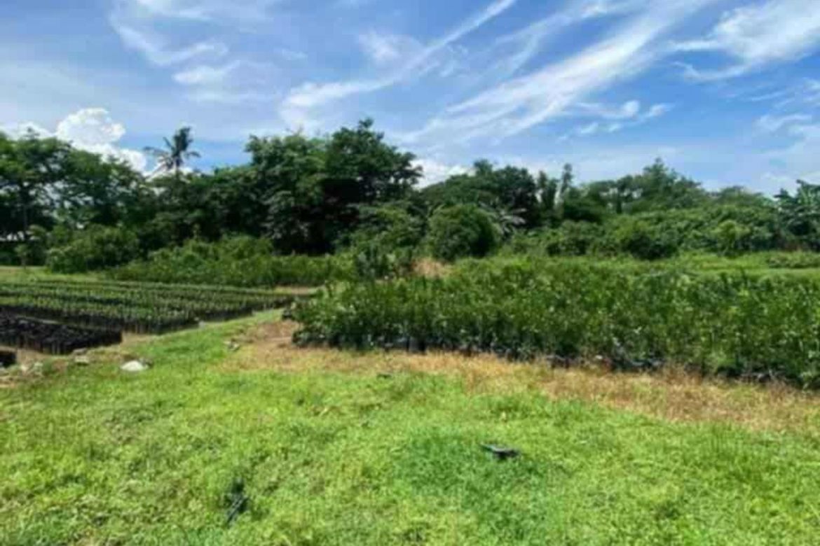 Land for Sale in Ambulong, Tanauan, Batangas – photo 4
