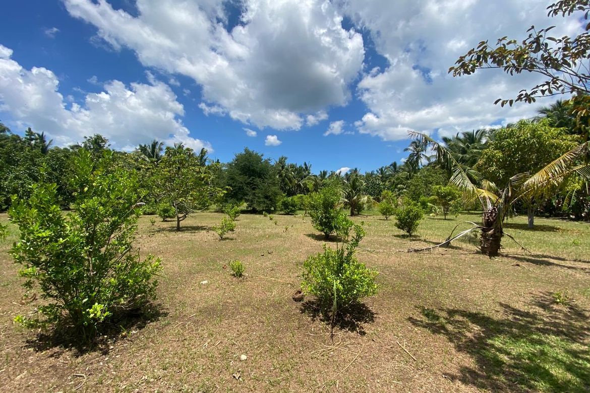 Land for Sale in Anapog, San Remigio, Cebu – photo 5
