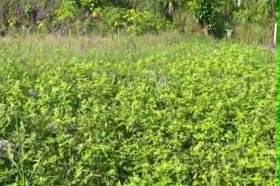 Land for Sale in Anonang, Samal, Davao del Norte – photo 8