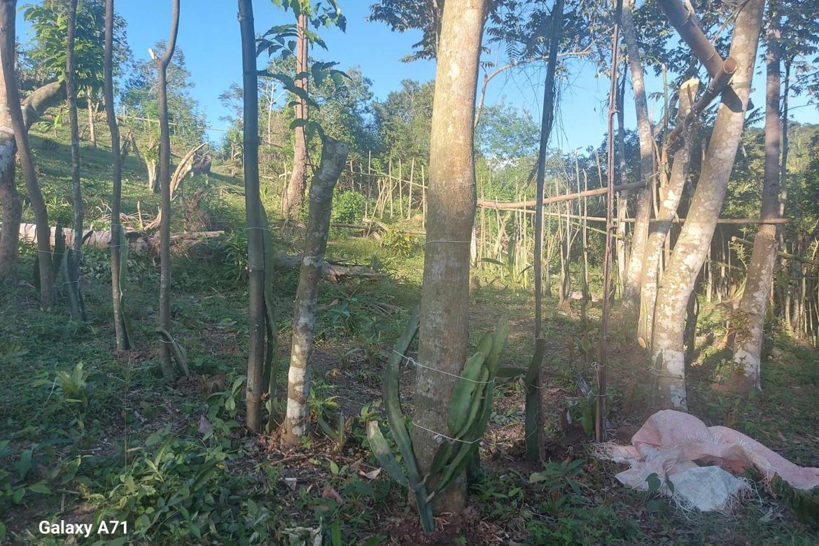 Land for Sale in Antipolo, Rosario, Batangas – photo 5