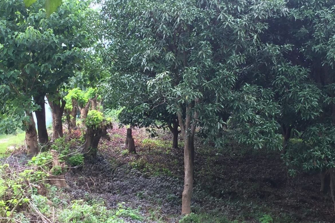 Land for Sale in Anupul, Bamban, Tarlac – photo 2