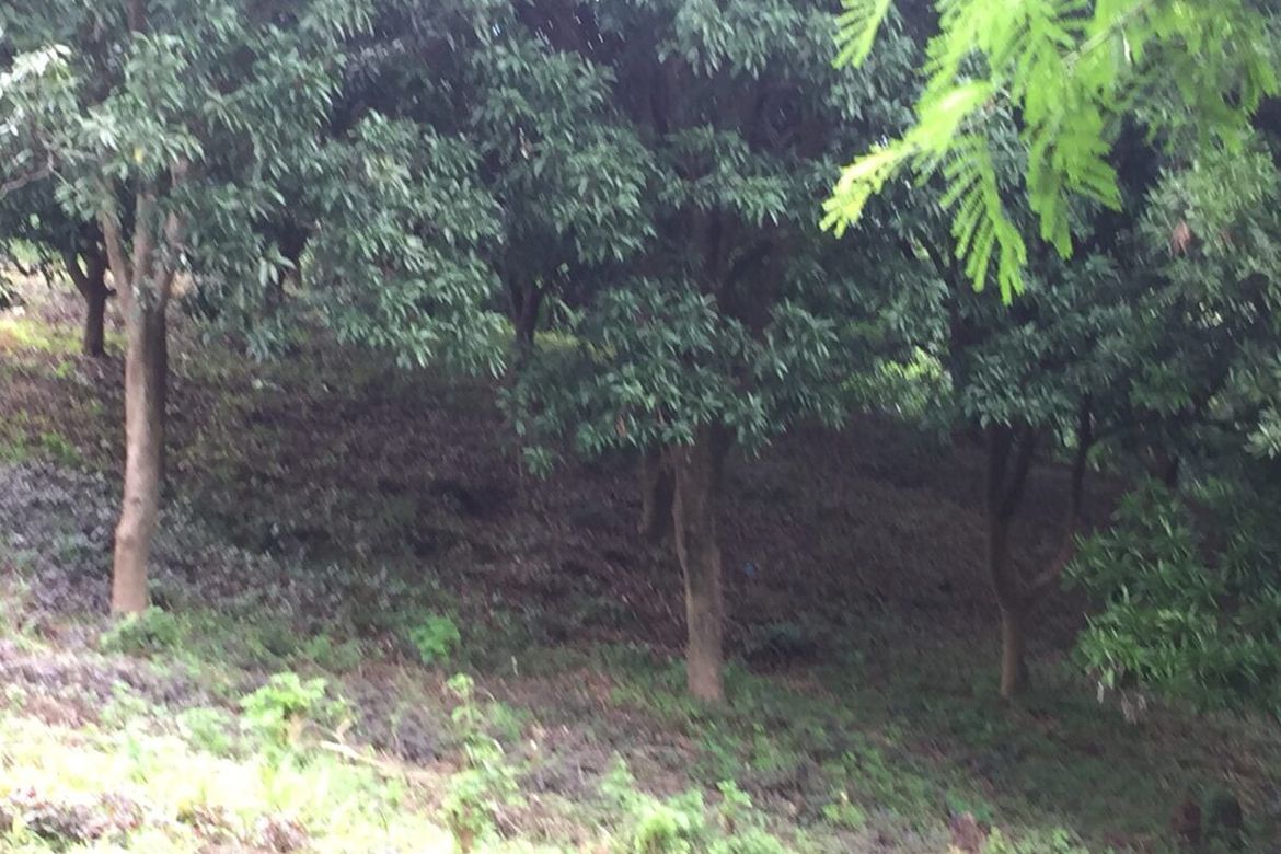 Land for Sale in Anupul, Bamban, Tarlac – photo 3
