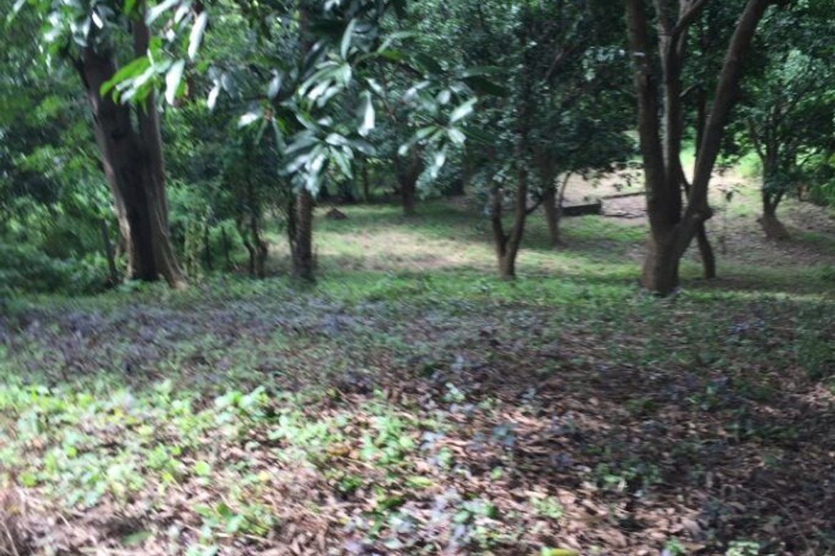 Land for Sale in Anupul, Bamban, Tarlac – photo 5