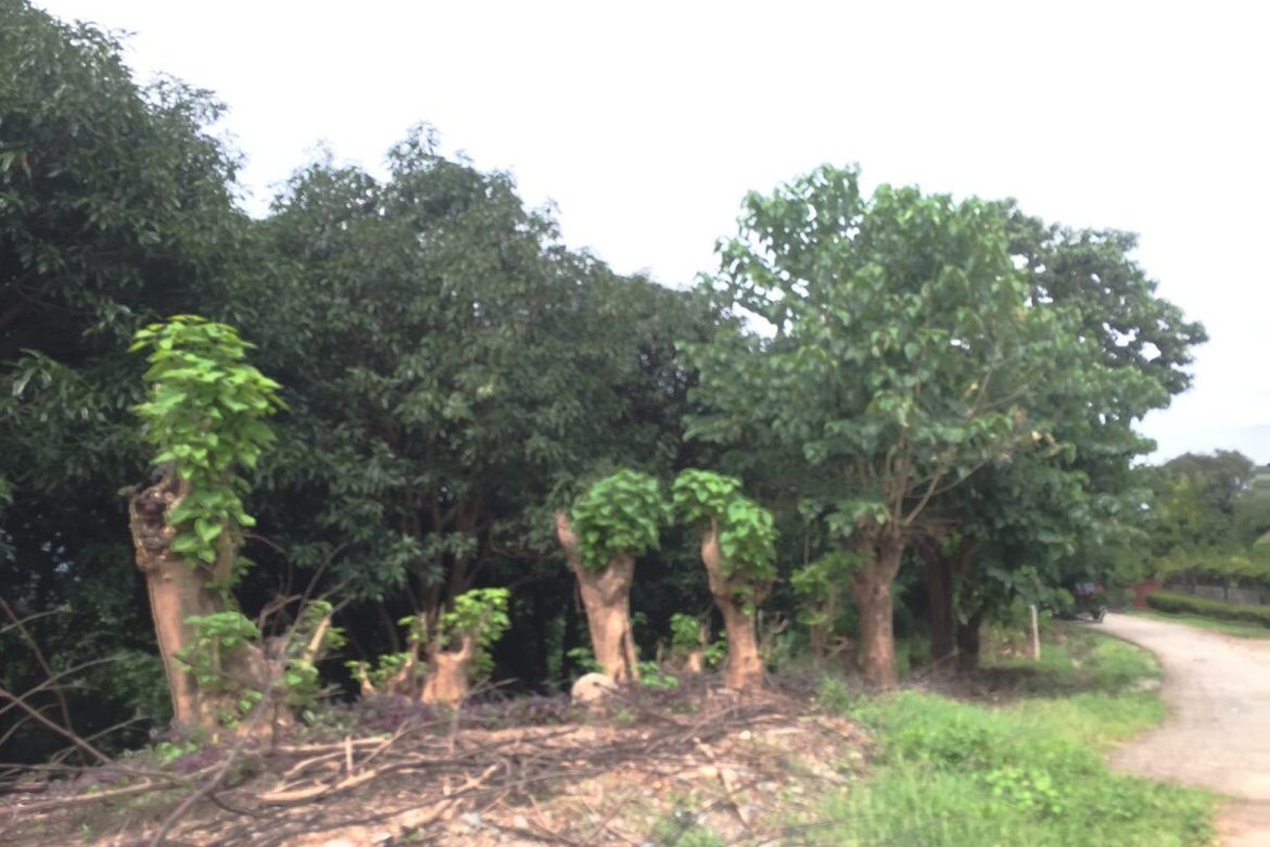 Land for Sale in Anupul, Bamban, Tarlac – photo 6