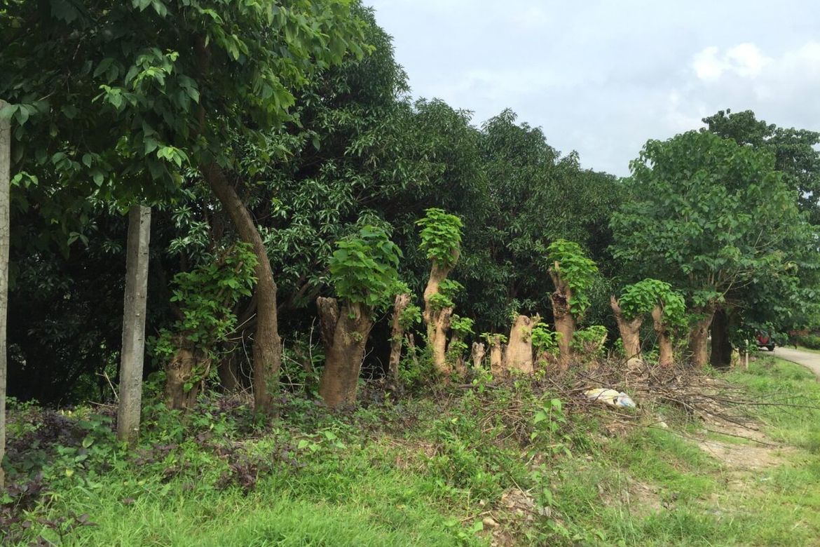 Land for Sale in Anupul, Bamban, Tarlac – photo 7