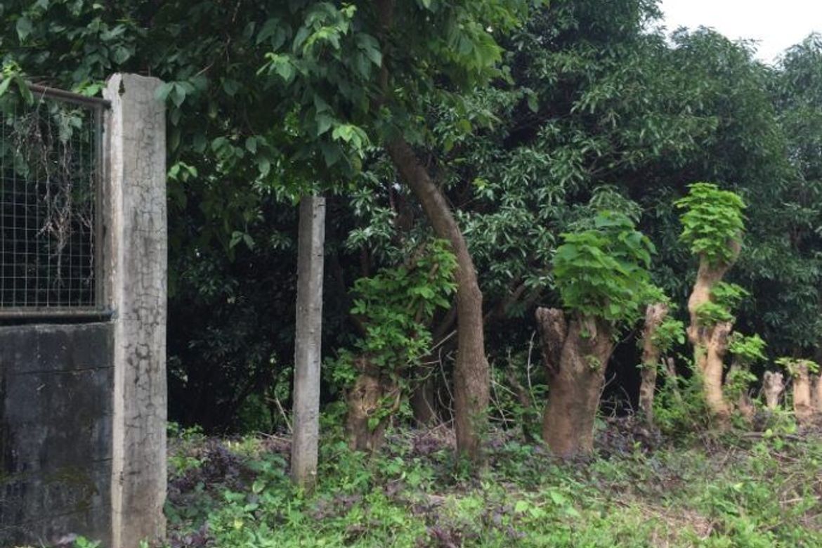Land for Sale in Anupul, Bamban, Tarlac – photo 8