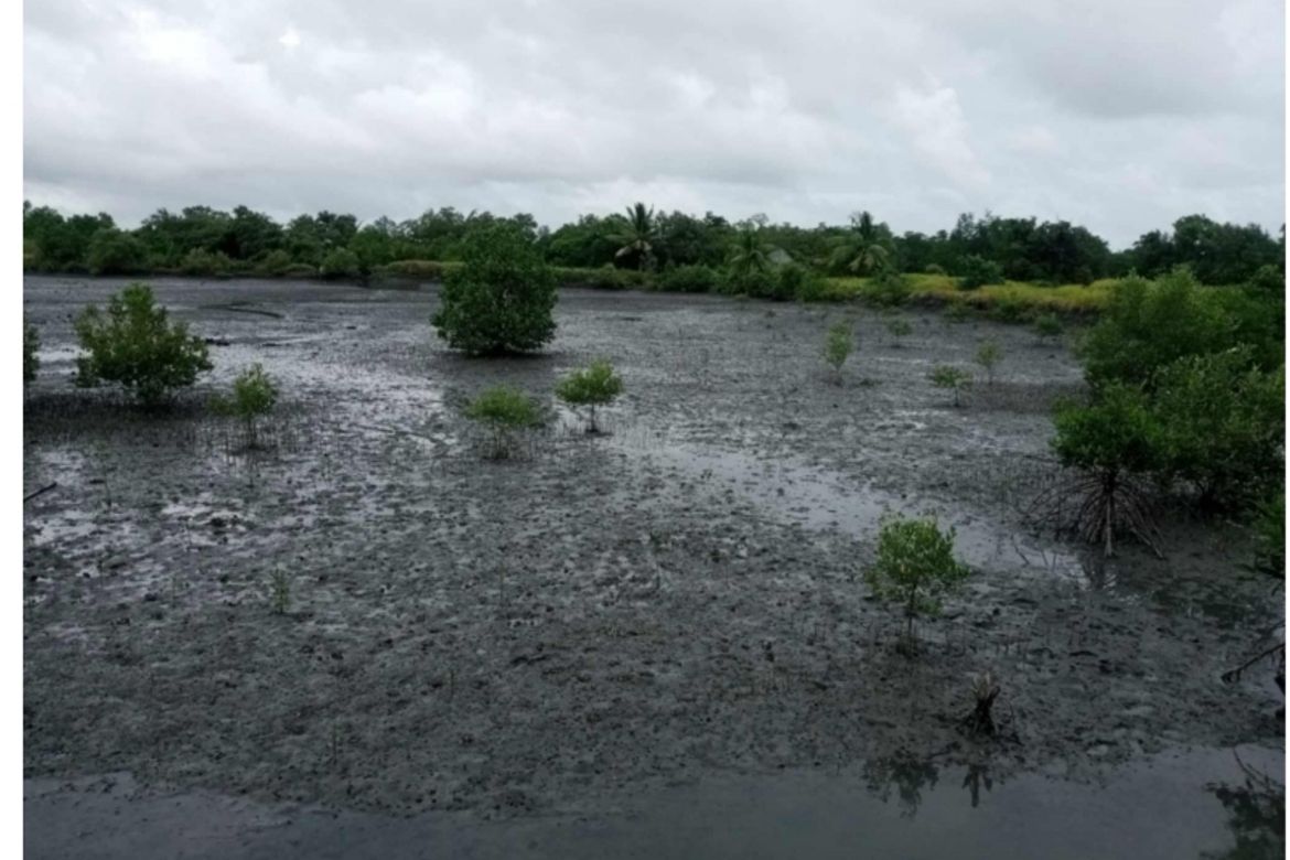 Land for Sale in Apitong, Naujan, Oriental Mindoro – photo 4