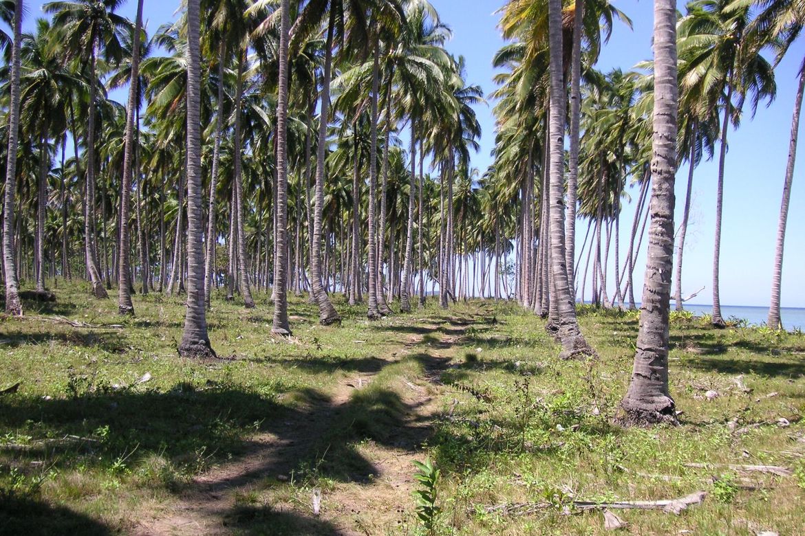Land for Sale in Aramaywan, Quezon, Palawan – photo 6