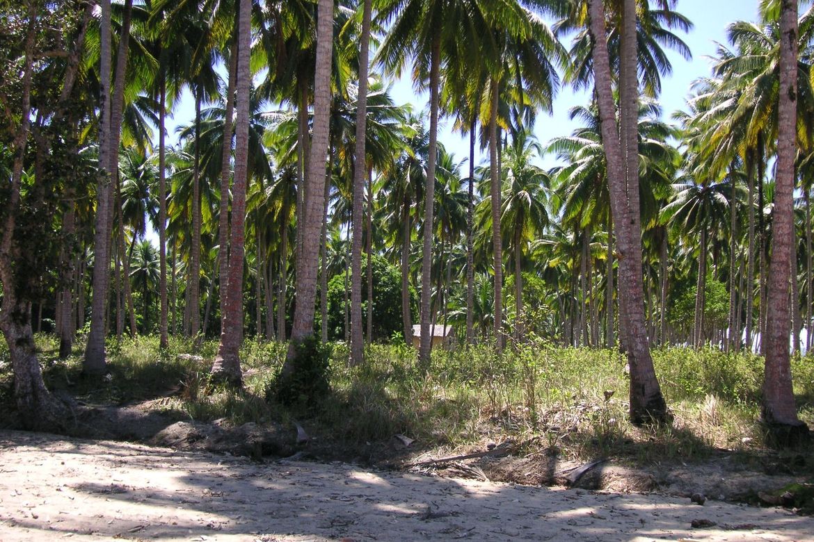 Land for Sale in Aramaywan, Quezon, Palawan – photo 8