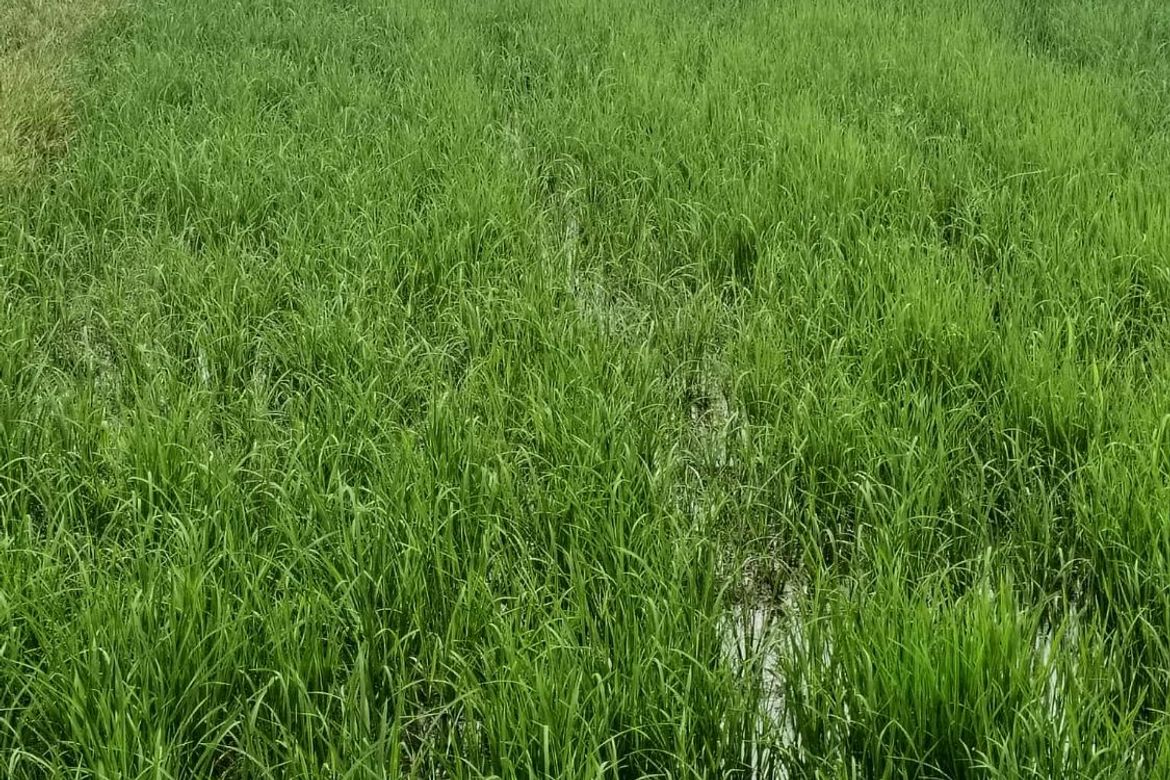 Land for Sale in Aranguren, Capas, Tarlac – photo 2