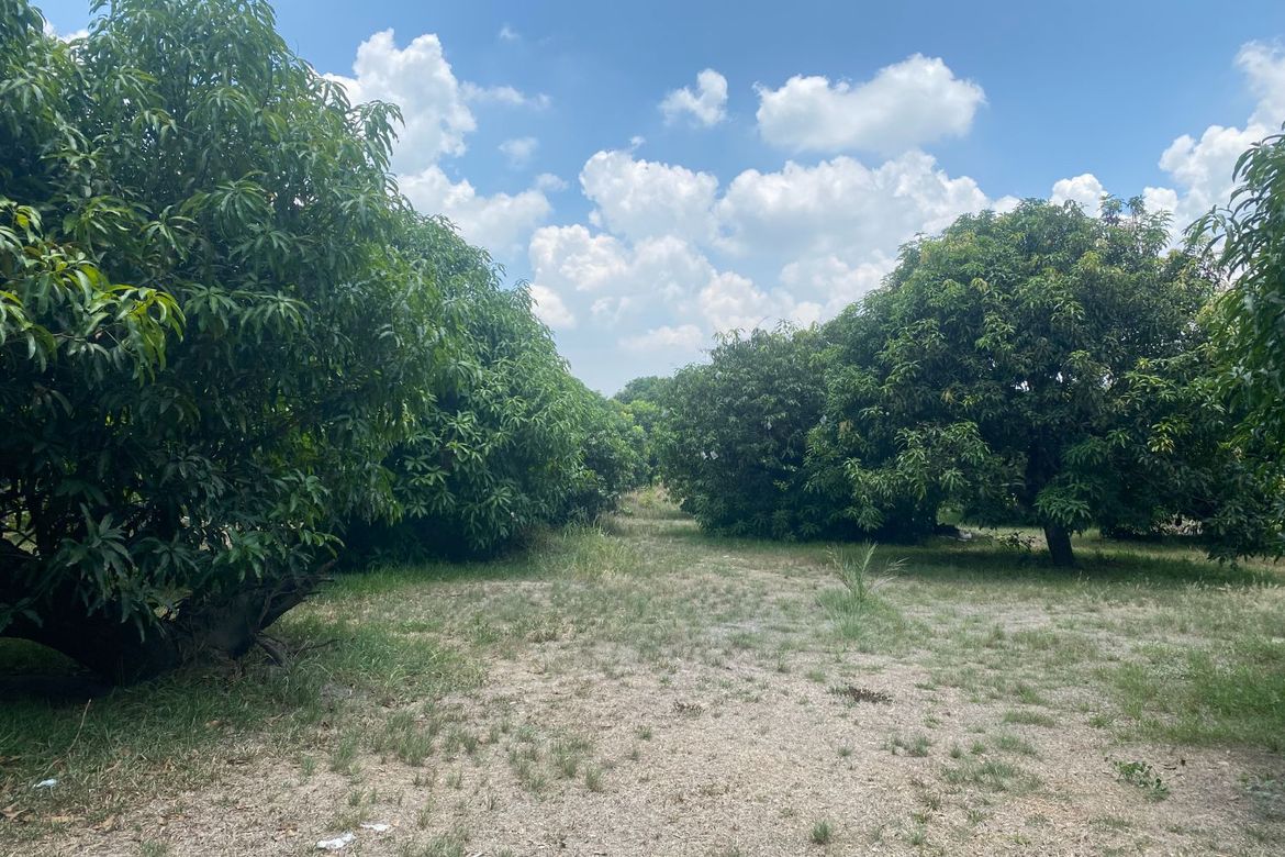 Land for Sale in Arenas, Arayat, Pampanga