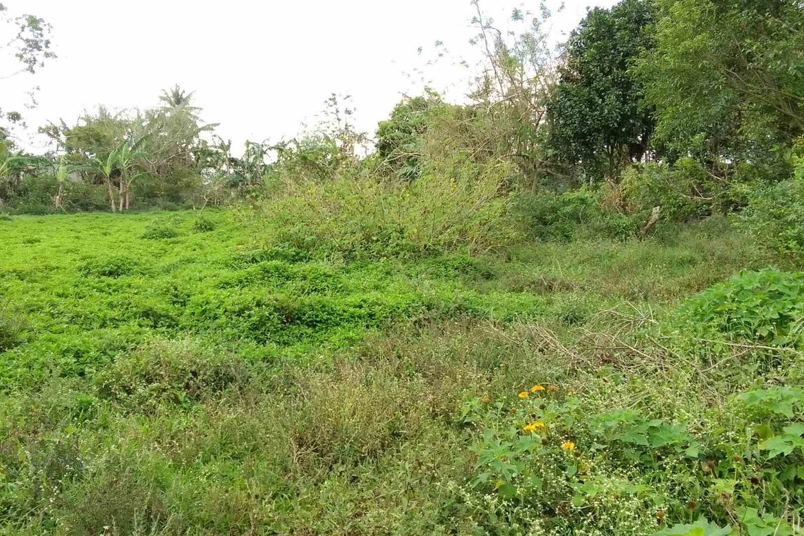 Land for Sale in Asisan, Tagaytay, Cavite