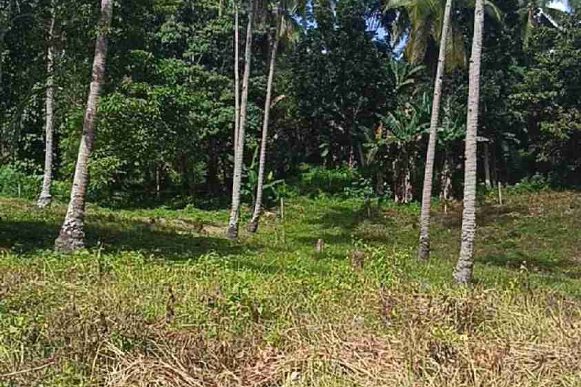 Land for Sale in Aumbay, Samal, Davao del Norte – photo 4