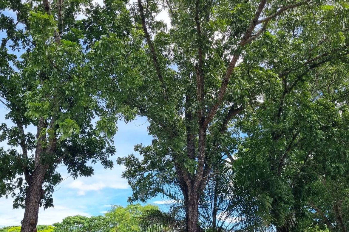 Land for Sale in Ayala Alabang Village, New Alabang Village, Muntinlupa, Metro Manila – photo 4