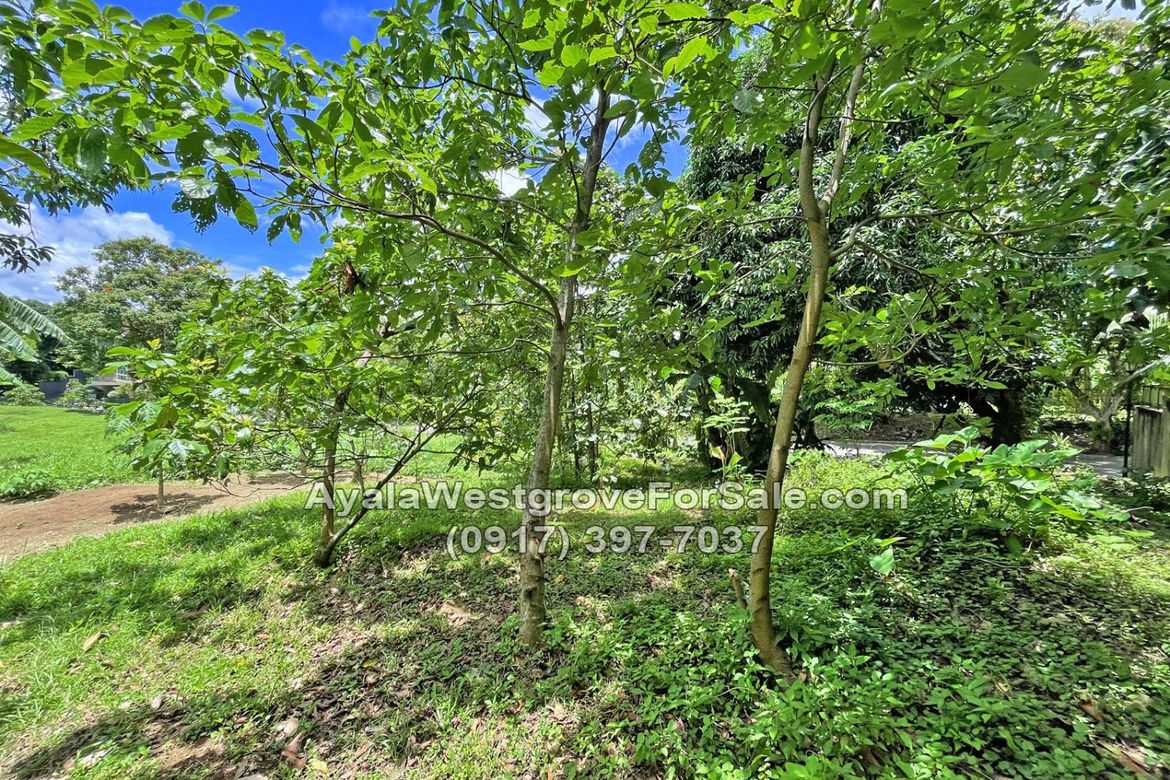 Land for Sale in Ayala Westgrove Heights, Inchican, Silang, Cavite