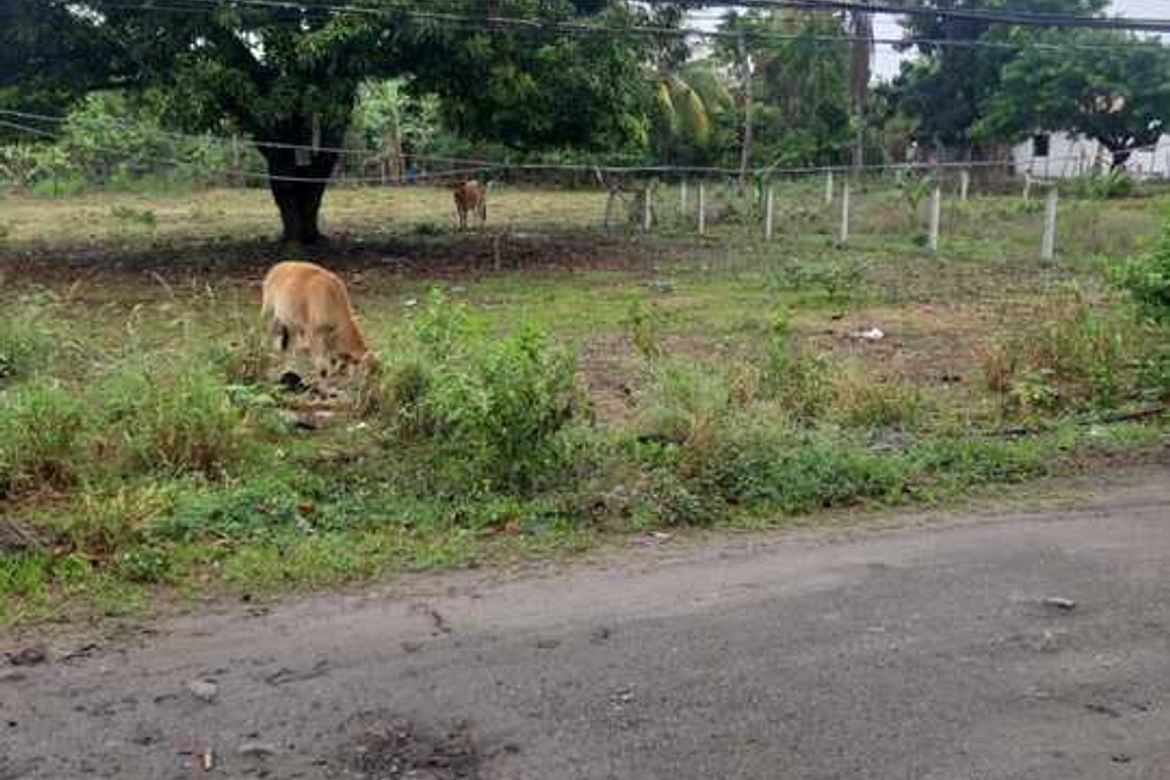 Land for Sale in Bagacay, Dumaguete, Negros Oriental – photo 4