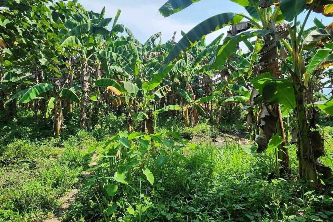 Land for Sale in Bago Aplaya, Davao City, Davao del Sur – photo 2