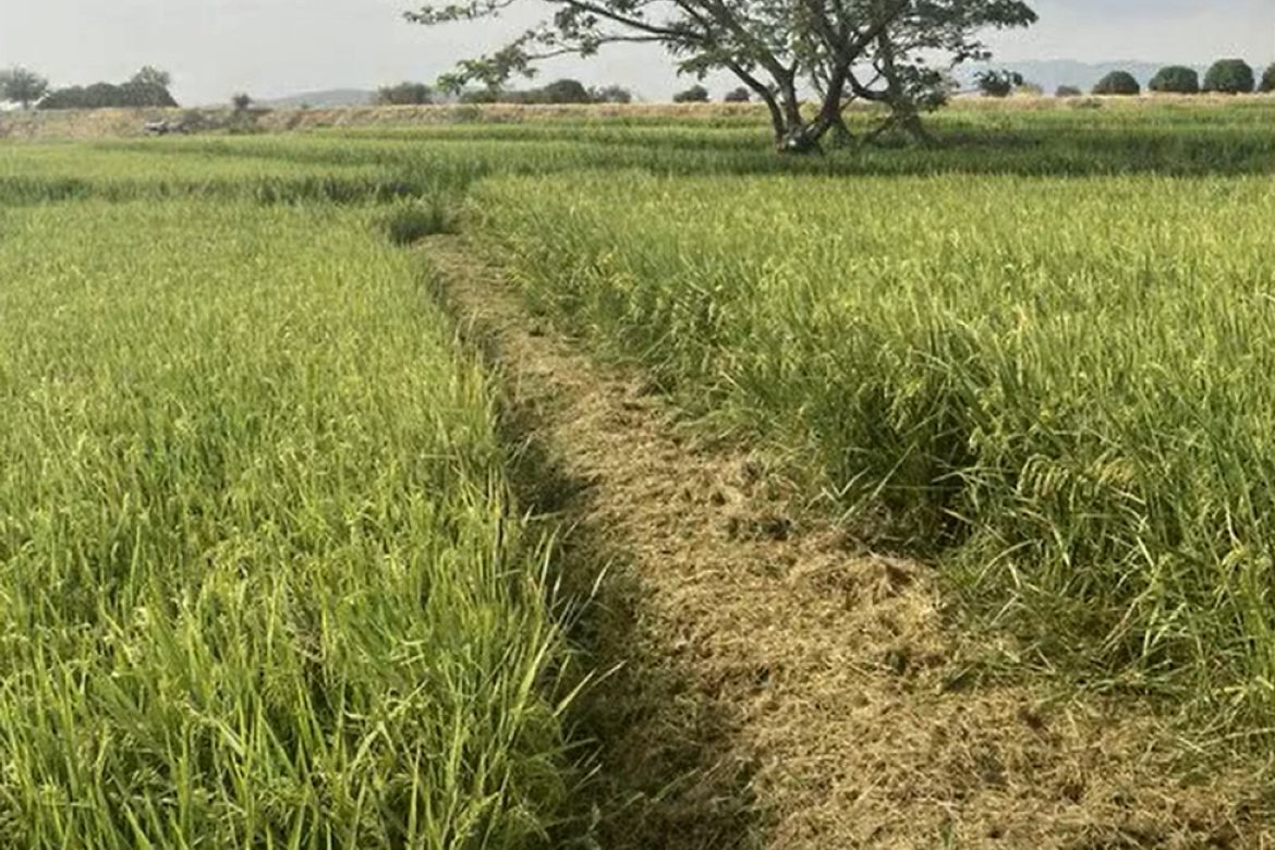 Land for Sale in Bagumbayan, Llanera, Nueva Ecija – photo 3