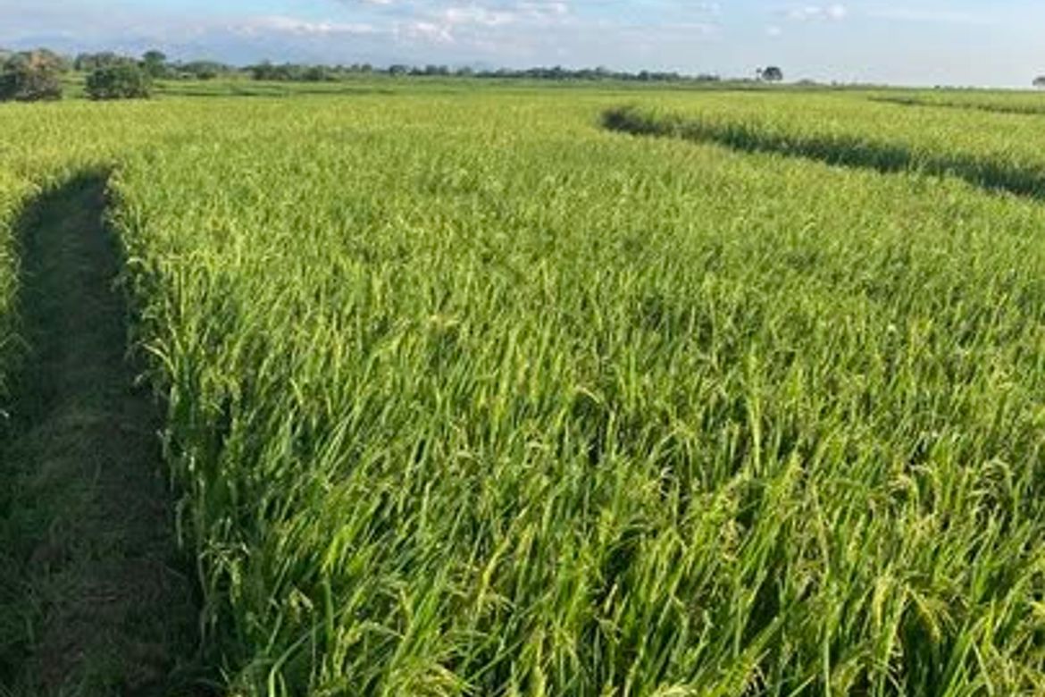 Land for Sale in Bagumbayan, Llanera, Nueva Ecija – photo 8