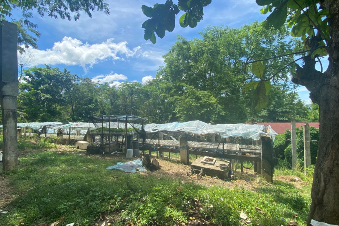 Land for Sale in Bahay, Sibonga, Cebu – photo 3
