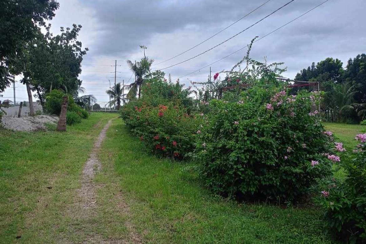 Land for Sale in Balanoy, La Paz, Tarlac – photo 2