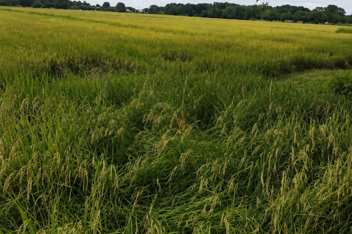 Land for Sale in Balatong B, Pulilan, Bulacan – photo 2