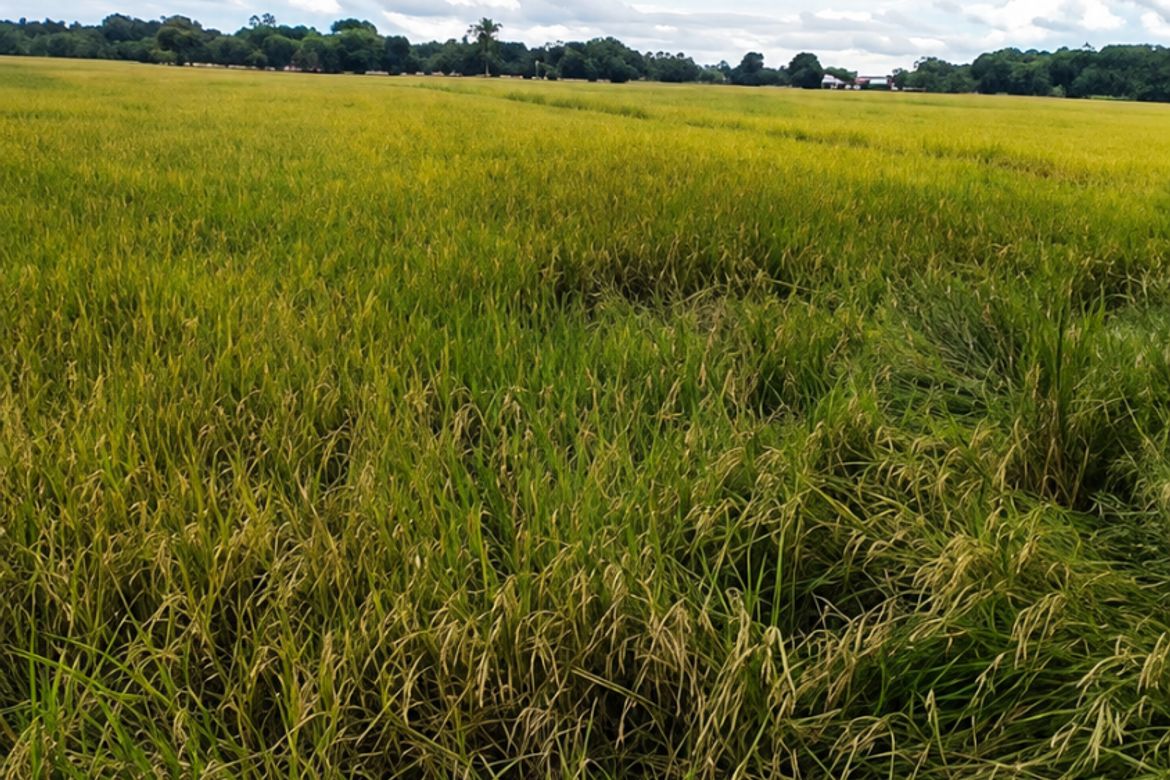 Land for Sale in Balatong B, Pulilan, Bulacan – photo 4