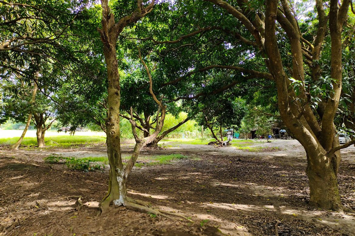 Land for Sale in Balaybay, Castillejos, Zambales – photo 2