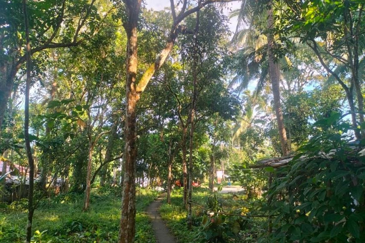 Land for Sale in Balayong, Nagcarlan, Laguna