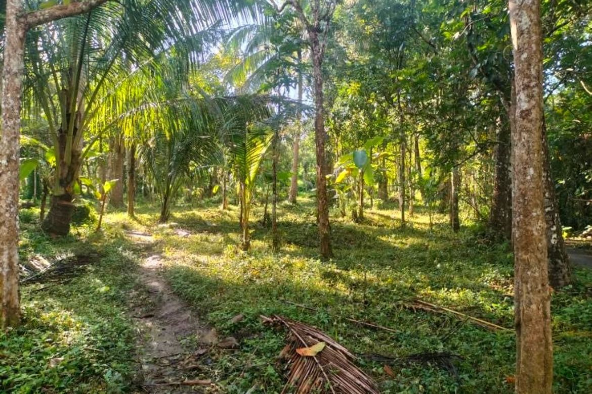 Land for Sale in Balayong, Nagcarlan, Laguna – photo 3