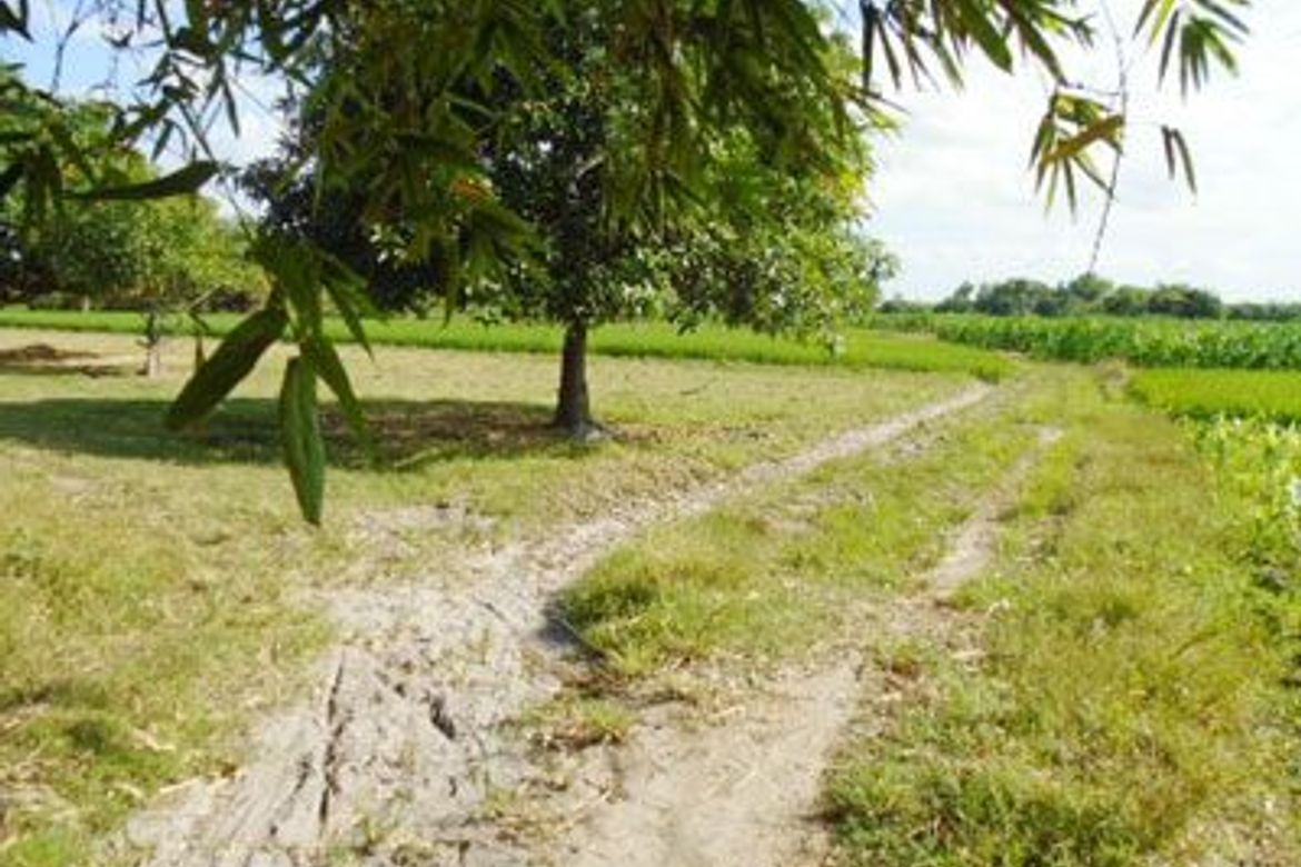 Land for Sale in Balbaloto, Victoria, Tarlac – photo 3