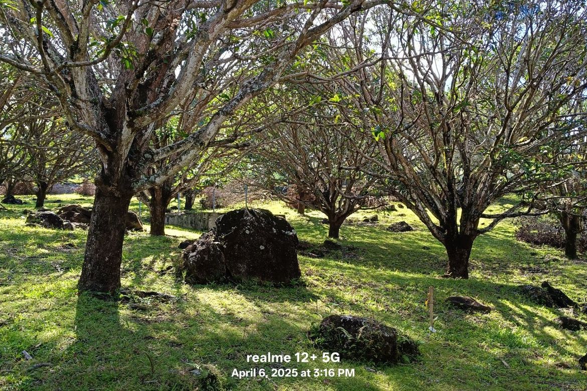 Land for Sale in Balili, Valencia, Negros Oriental – photo 4