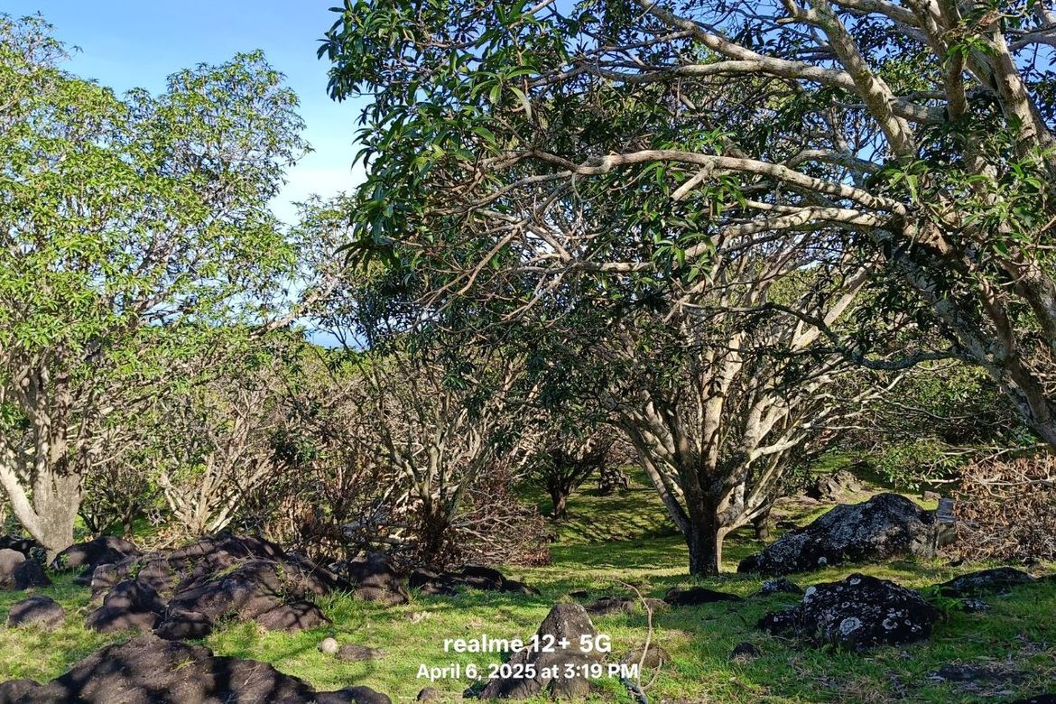 Land for Sale in Balili, Valencia, Negros Oriental – photo 6