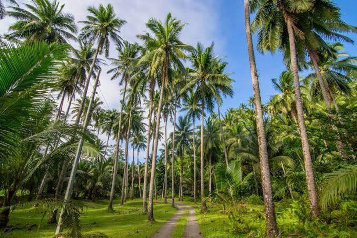 Land for Sale in Balingcanaway, Tarlac, Tarlac