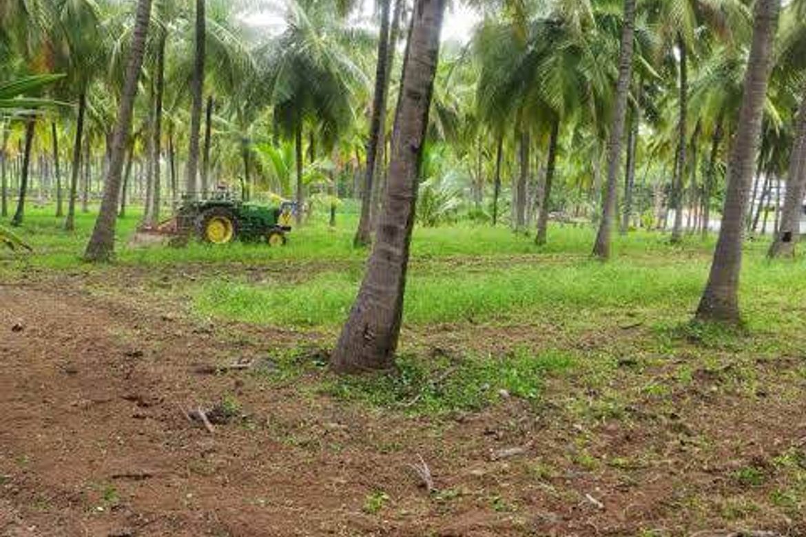 Land for Sale in Balingcanaway, Tarlac, Tarlac – photo 4