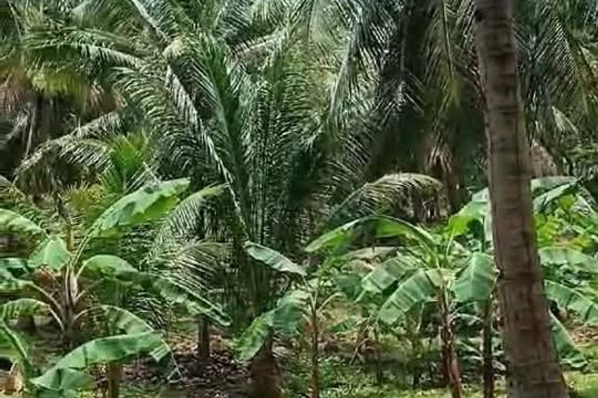 Land for Sale in Balite, Sagay, Camiguin